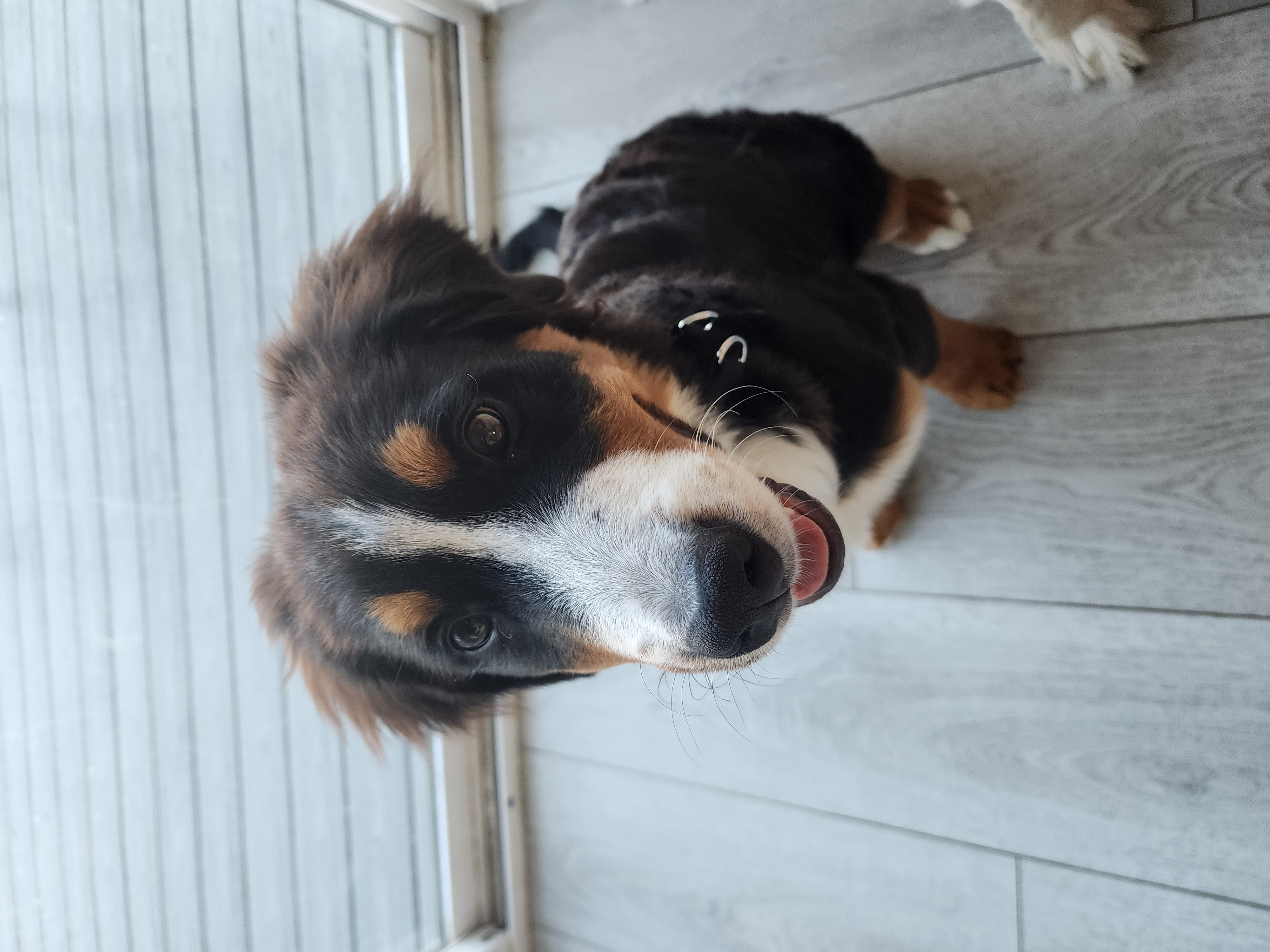 Bernese Mountain Dog